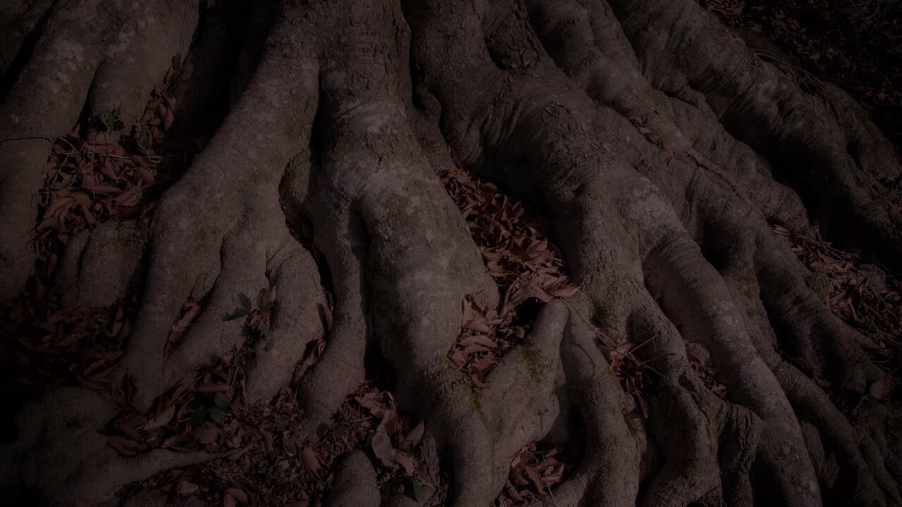 Operation Roots Down